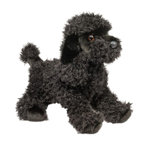 A playful black poodle!